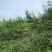 西岭雪山生态种植黄桃，友黄黄桃品种，优惠价批发