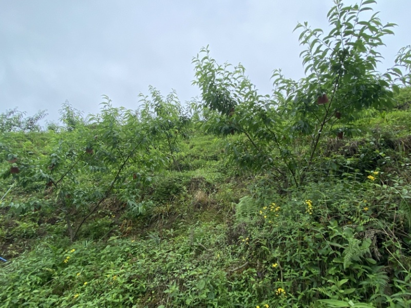 西岭雪山生态种植黄桃，友黄黄桃品种，优惠价批发