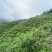 西岭雪山生态种植黄桃，友黄黄桃品种，优惠价批发