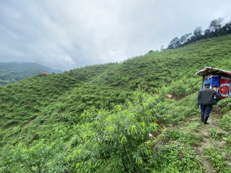 西岭雪山生态种植黄桃，友黄黄桃品种，优惠价批发
