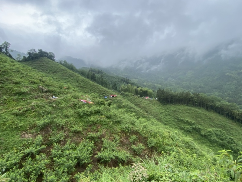 西岭雪山生态种植黄桃，友黄黄桃品种，优惠价批发