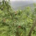 西岭雪山生态种植黄桃，友黄黄桃品种，优惠价批发