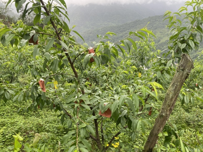 西岭雪山生态种植黄桃，友黄黄桃品种，优惠价批发