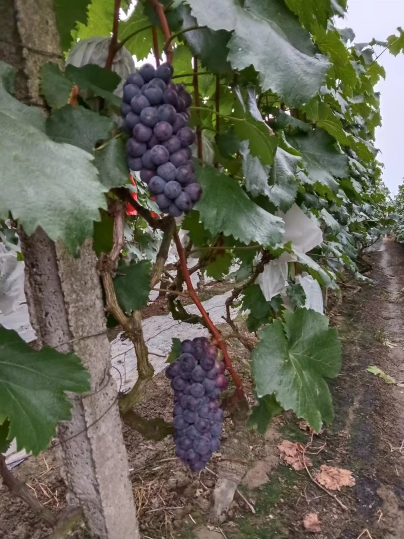 巨峰无核葡萄