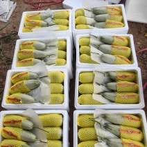 山东甜瓜博洋六一博洋九，货源充足，量大从优，代发全国