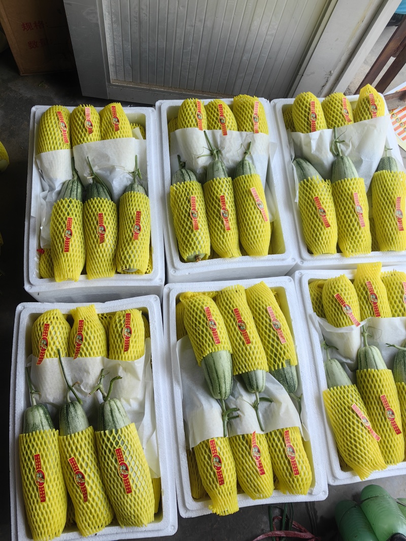 山东甜瓜博洋六一博洋九，货源充足，量大从优，代发全国