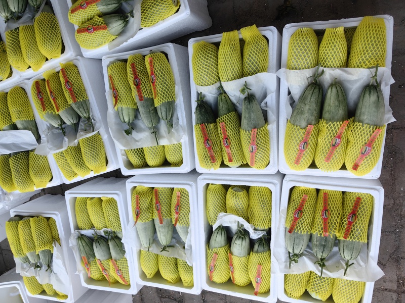 山东甜瓜博洋六一博洋九，货源充足，量大从优，代发全国