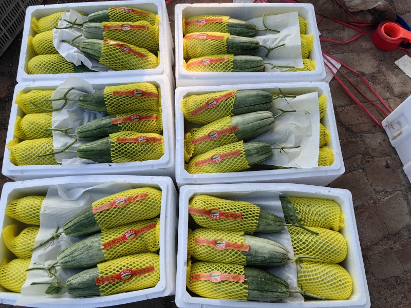 山东甜瓜博洋六一博洋九，货源充足，量大从优，代发全国