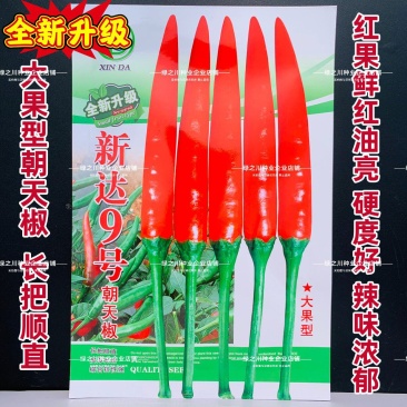 新达9号朝天椒种子长把顺直大果朝天椒种子高产果硬鲜红油亮