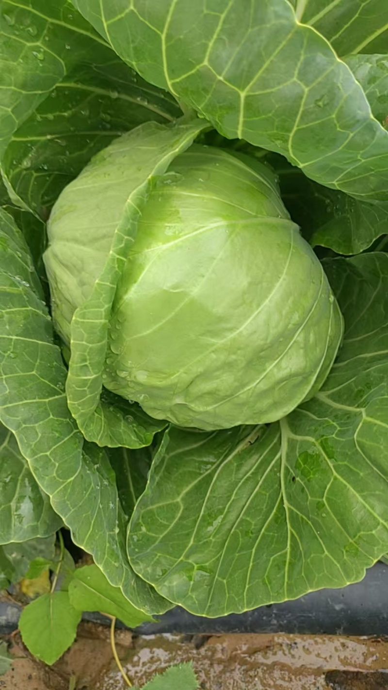 甘蓝大量整车发货