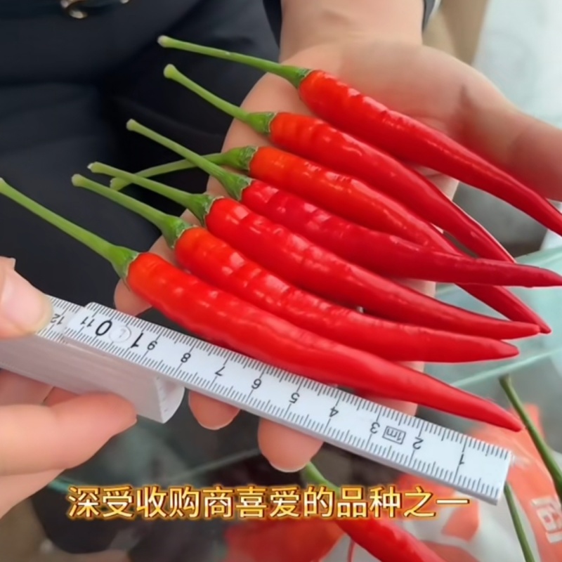 新达9号朝天椒种子长把顺直大果朝天椒种子高产果硬鲜红油亮