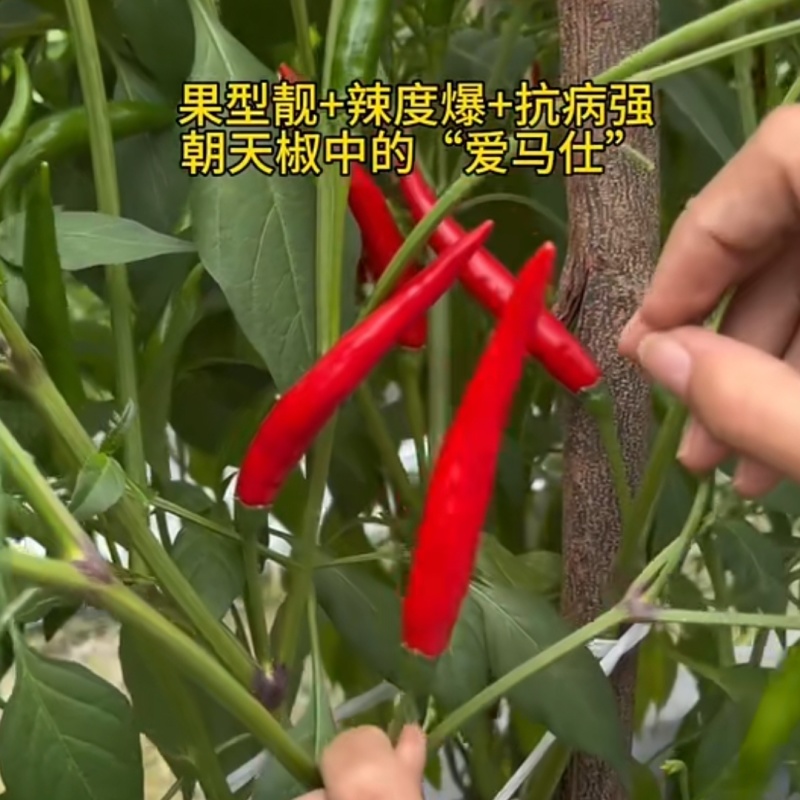 新达9号朝天椒种子长把顺直大果朝天椒种子高产果硬鲜红油亮