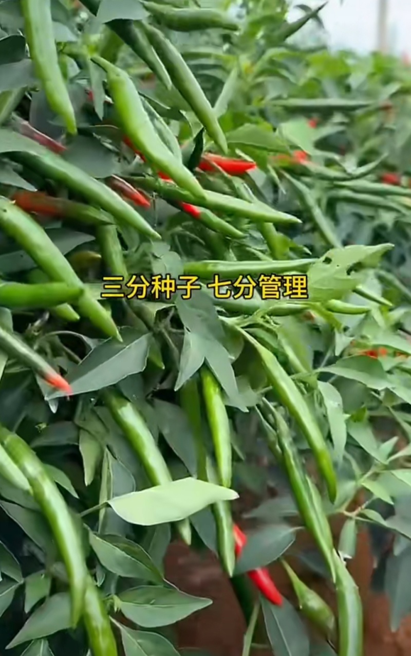 新达9号朝天椒种子长把顺直大果朝天椒种子高产果硬鲜红油亮
