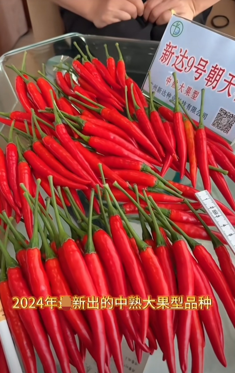 新达9号朝天椒种子长把顺直大果朝天椒种子高产果硬鲜红油亮