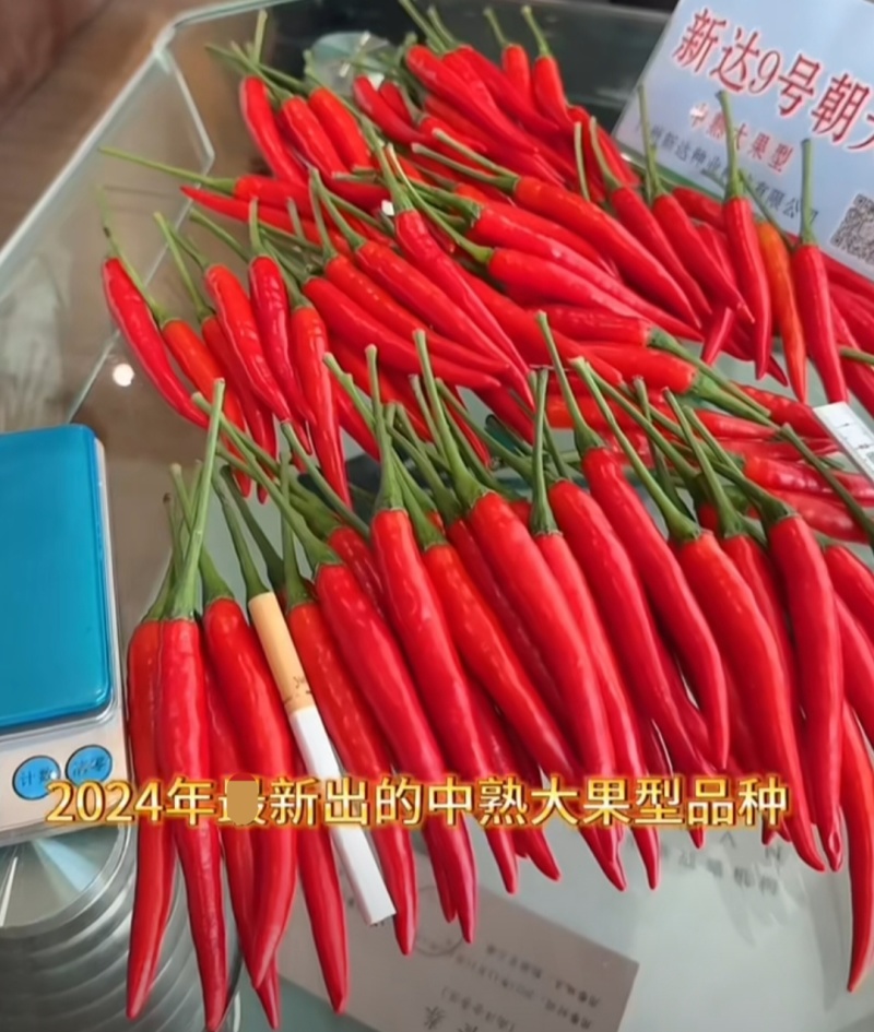 新达9号朝天椒种子长把顺直大果朝天椒种子高产果硬鲜红油亮