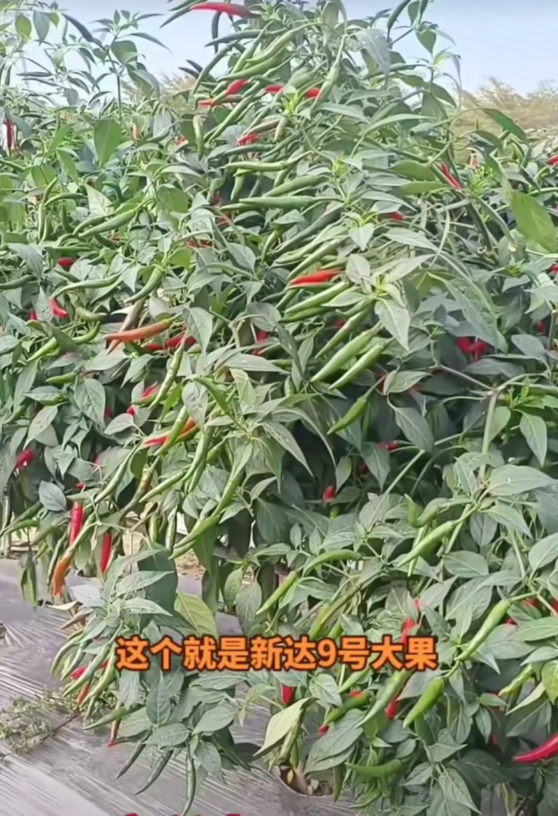 新达9号朝天椒种子长把顺直大果朝天椒种子高产果硬鲜红油亮