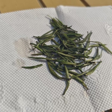 贵州明前翠芽，