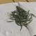贵州明前翠芽，
