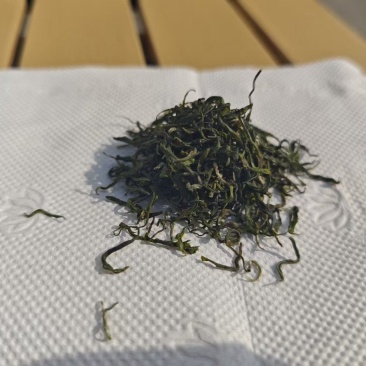 贵州老树毛尖，电话+v,可发样品