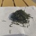 贵州老树毛尖，电话+v,可发样品