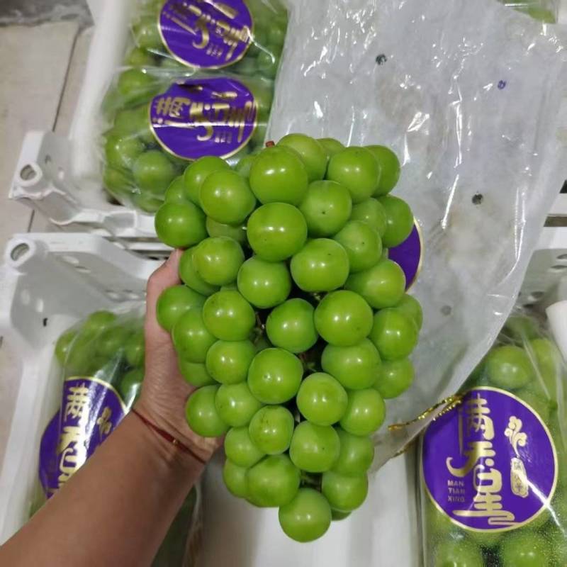 阳光玫瑰
