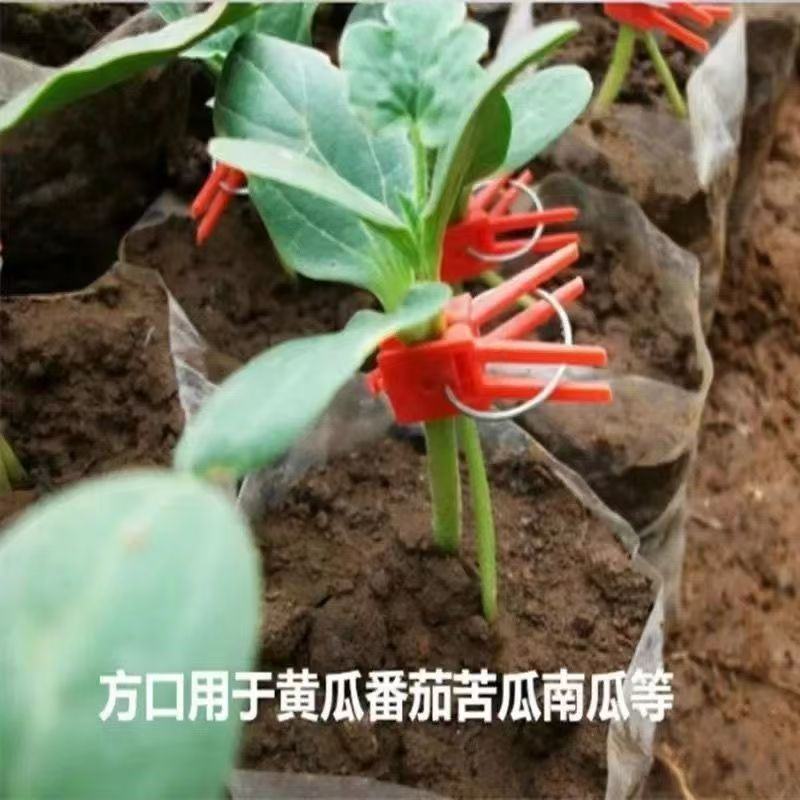 嫁接夹子西瓜茄子黄瓜蟹爪兰嫁接专用嫁接夹子平口圆口蔬菜