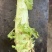 甘肃本地莴笋