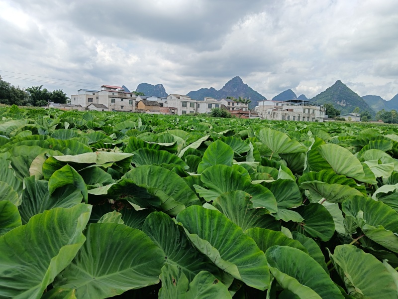 广西槟榔芋头，产地直供，量大价优，一手货源
