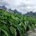 广西槟榔芋头，产地直供，量大价优，一手货源