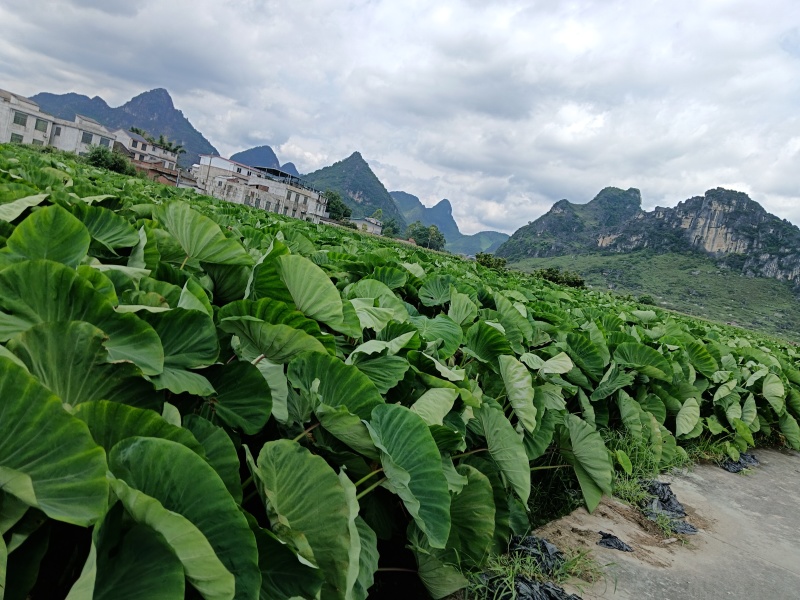广西槟榔芋头，产地直供，量大价优，一手货源