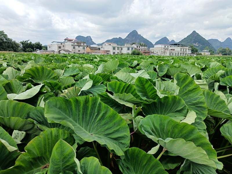 广西槟榔芋头，产地直供，量大价优，一手货源