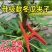 冬瓜夹子藤曼夹苦瓜夹丝瓜罗汉果夹黄瓜绑枝扶蔓夹固定防风夹