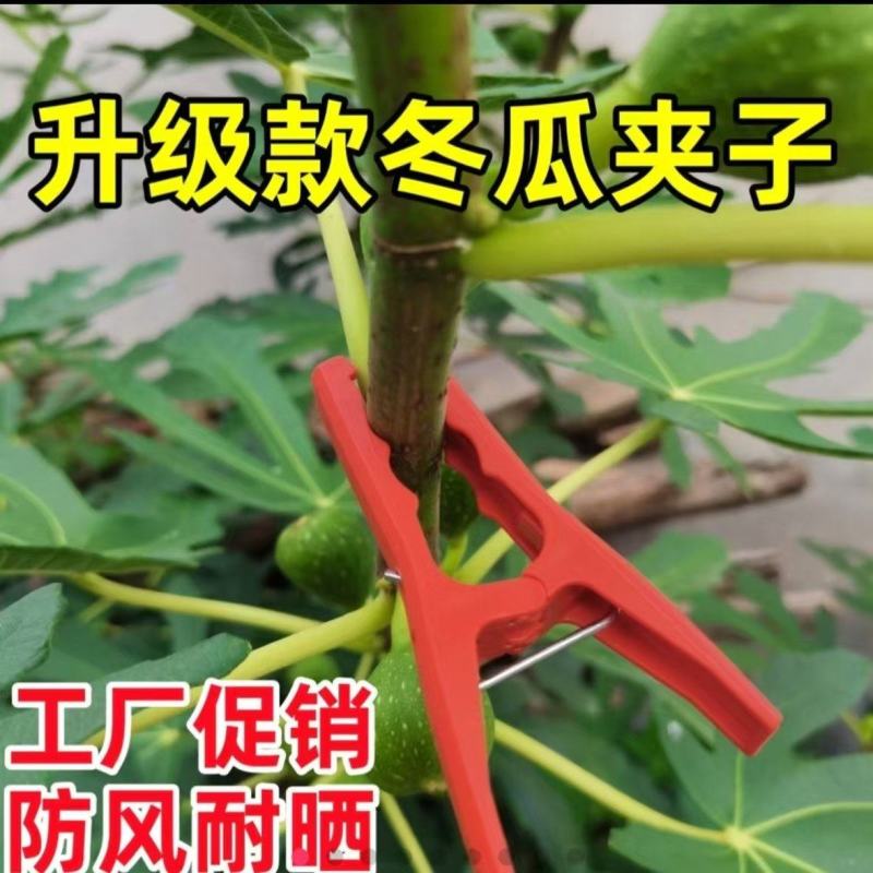 冬瓜夹子藤曼夹苦瓜夹丝瓜罗汉果夹黄瓜绑枝扶蔓夹固定防风夹