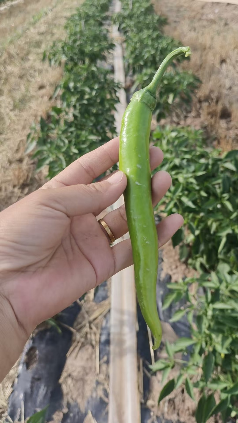 河南杭椒大量有货