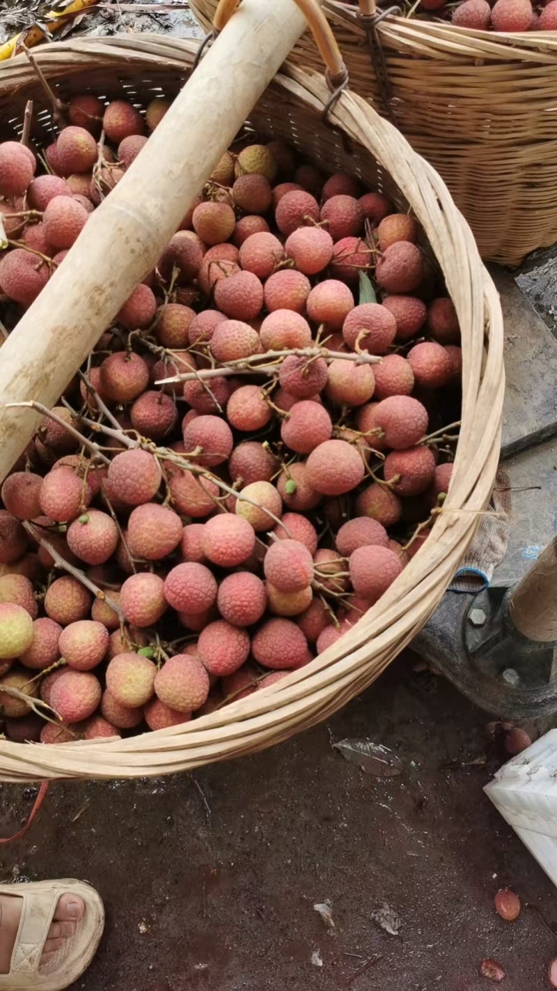 黑叶荔枝小果