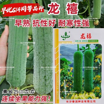 龙禧丝瓜种子早优s14丝瓜种子早熟丝瓜种籽短棒肉丝瓜种子