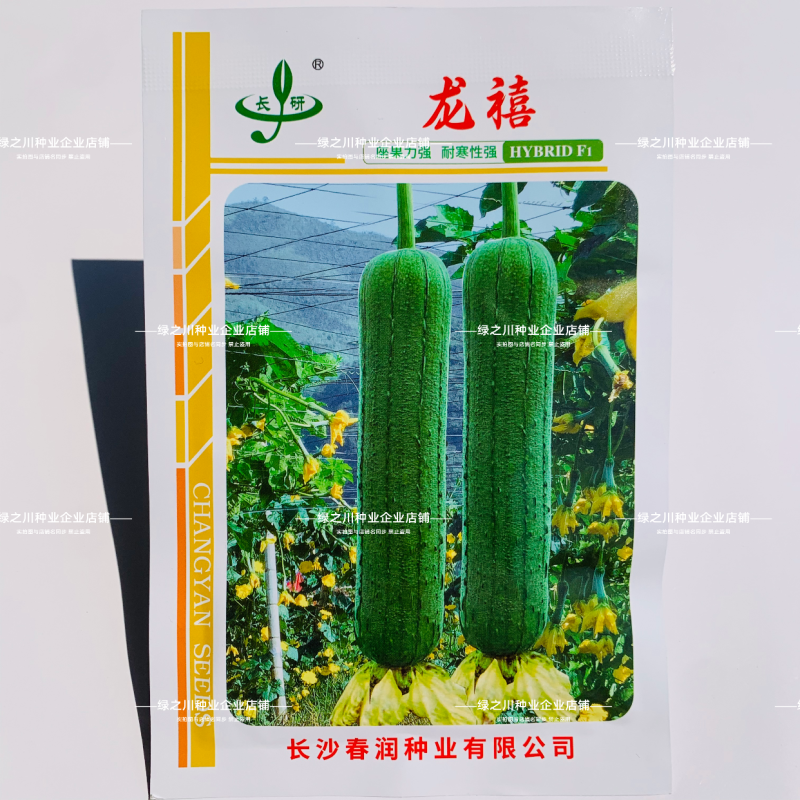 龙禧丝瓜种子早优s14丝瓜种子早熟丝瓜种籽短棒肉丝瓜种子
