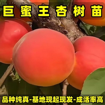 正品巨蜜王杏树苗品种纯真基地现起现发成活率高