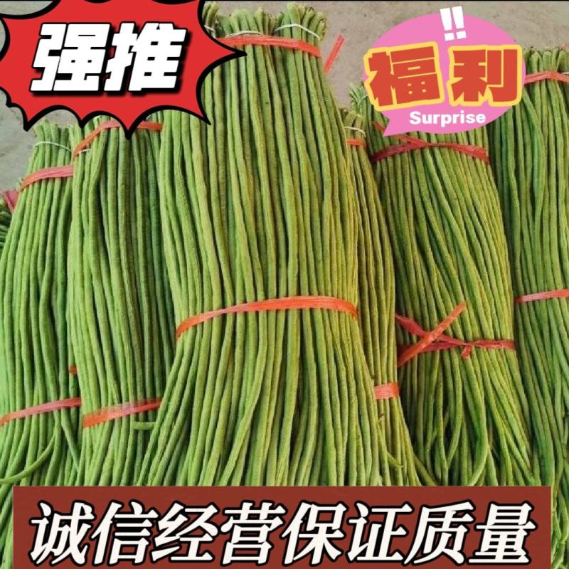 千亩现摘现发精品豆角发全国！一手货源！不满意包退！