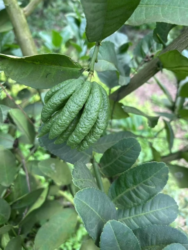 佛手柑鲜果