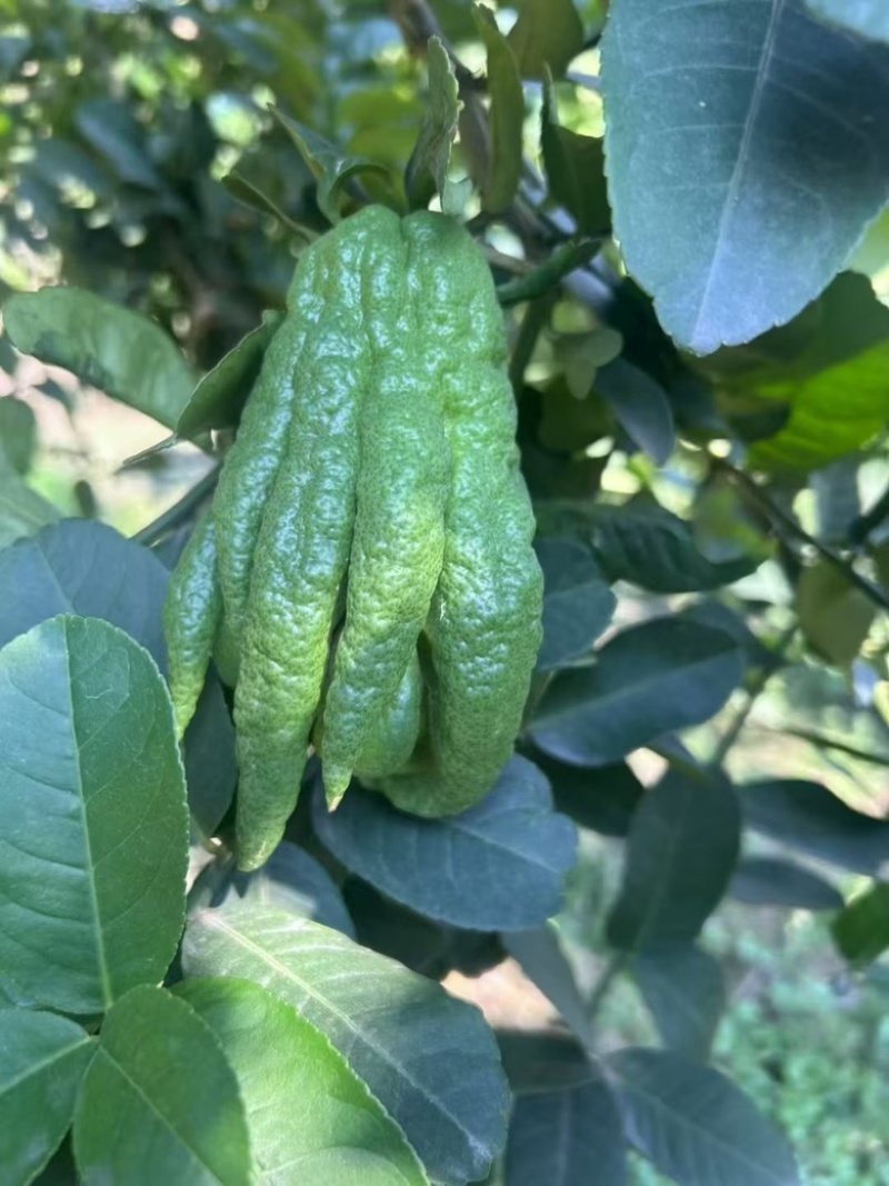 佛手柑鲜果