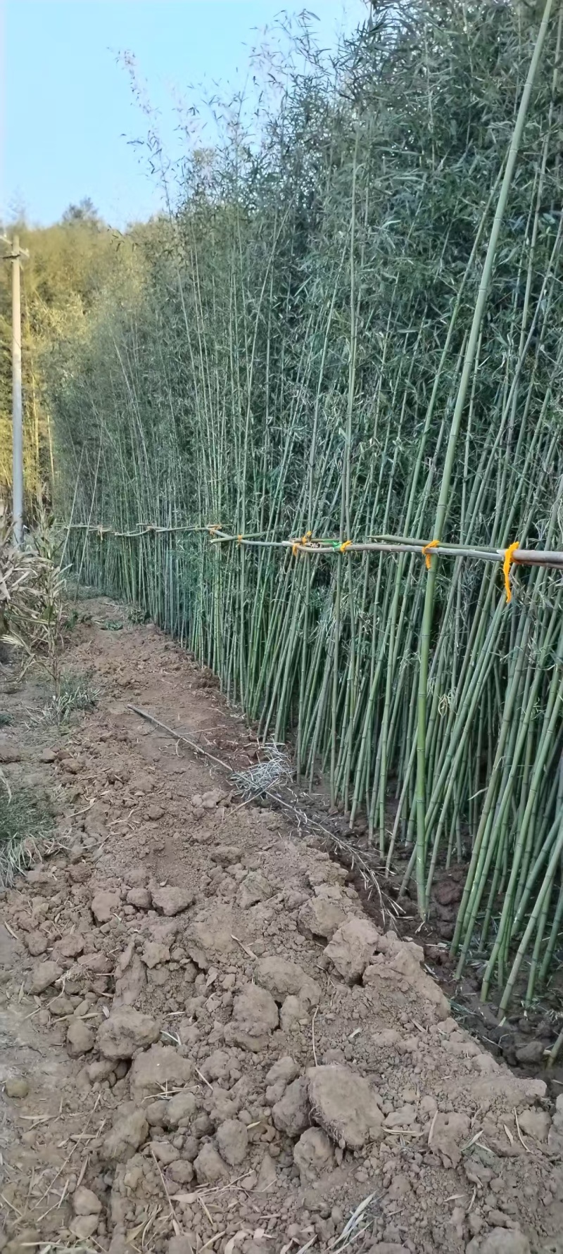 南阳桐柏竹子