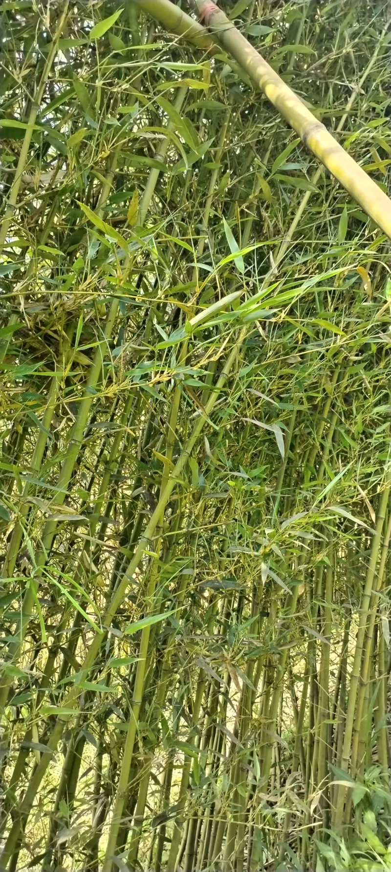 南阳桐柏竹子