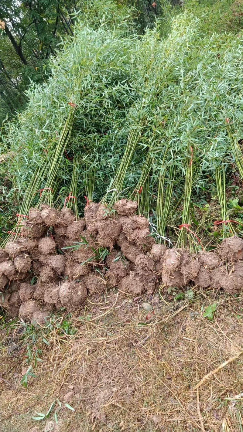 南阳桐柏竹子