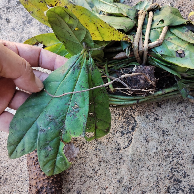 五加皮薯