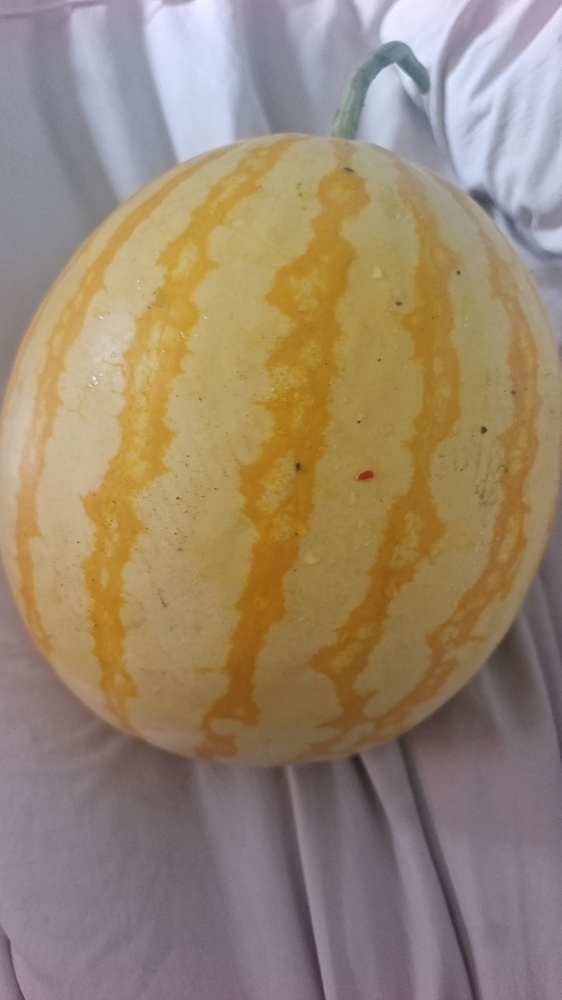 黄皮红肉口感好糖度12