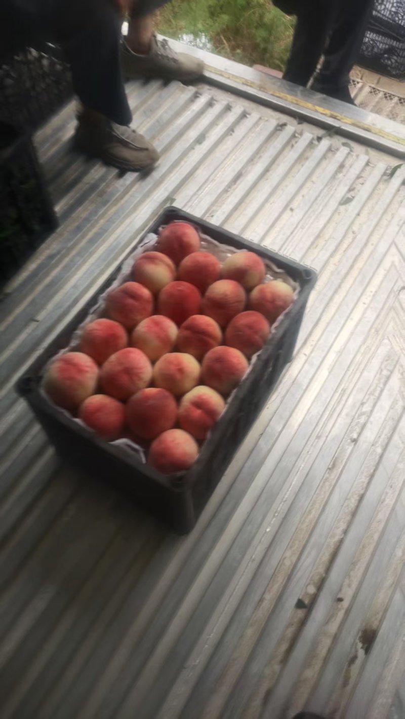 精品毛桃620毛桃货源充足量大从优质量保证欢迎咨询
