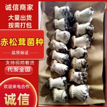 福建优质高产大球盖菇菌种、赤松茸菌种、竹荪等菌种厂家直供