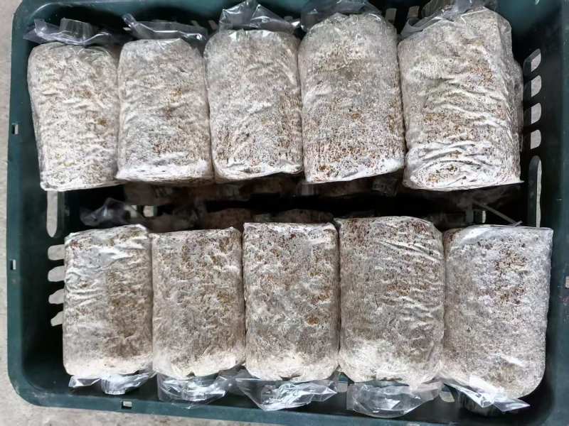 福建优质高产大球盖菇菌种、赤松茸菌种、竹荪等菌种厂家直供