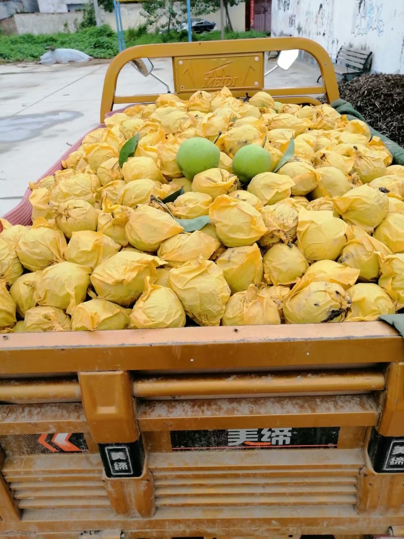酥脆一号梨安徽早熟酥脆518青皮梨商超电商供货代发